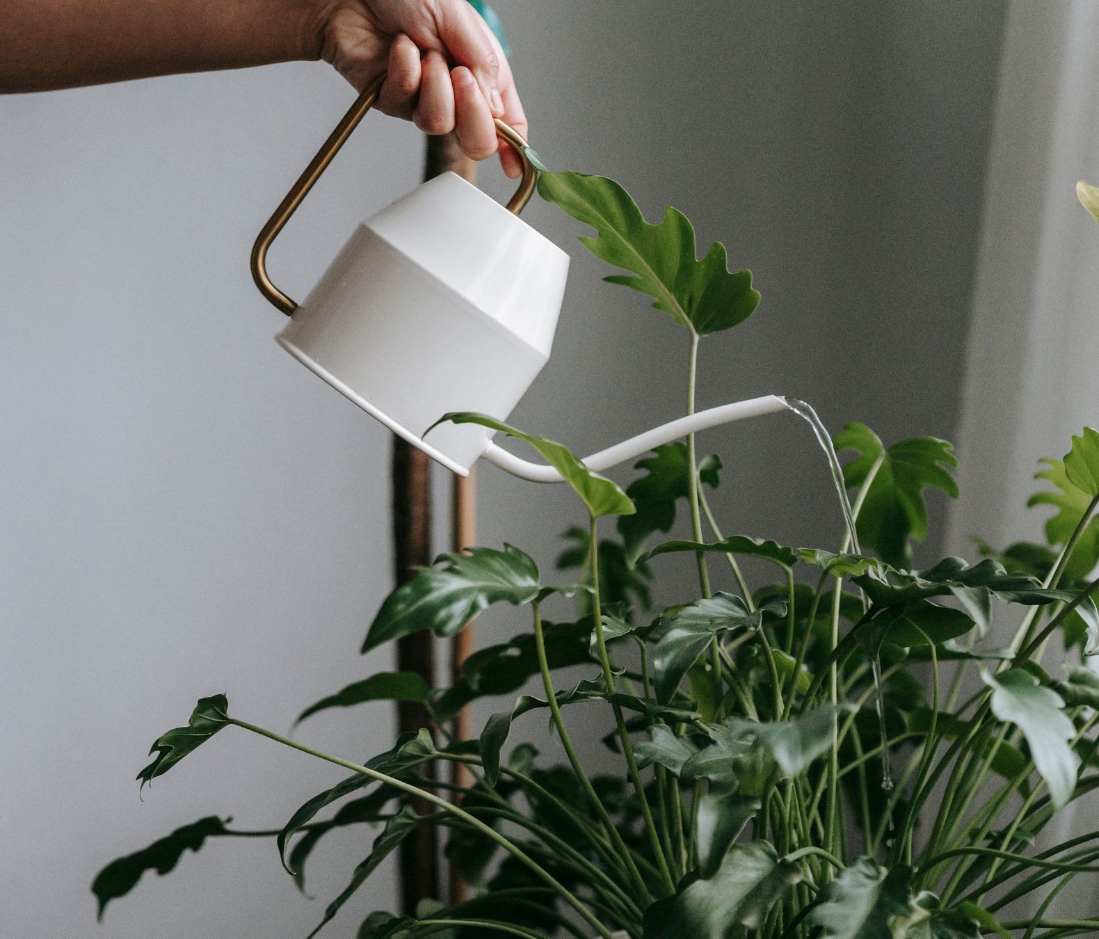 Ekologiczny Nawóz do Kwiatów Domowych i Balkonowych 1l