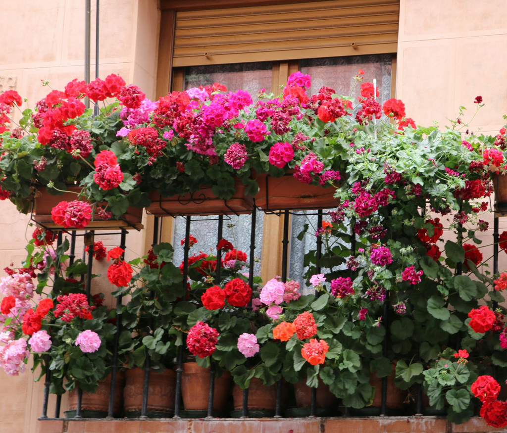 Ekologiczny Nawóz do Kwiatów Domowych i Balkonowych 1l