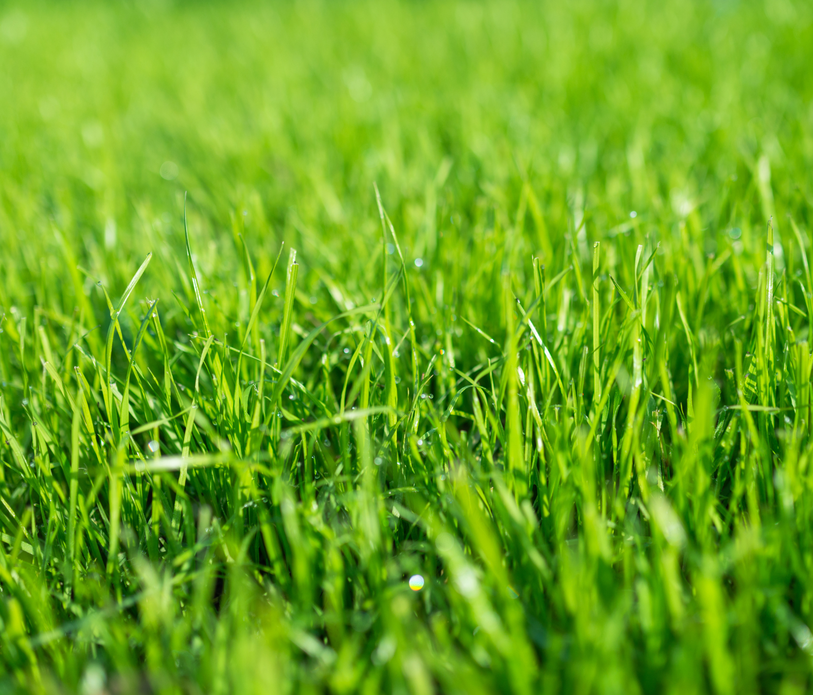 Ekologiczny Nawóz do Trawników 1l