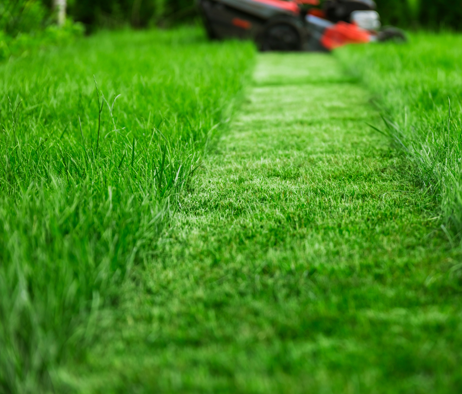 Ekologiczny Nawóz do Trawników 1l