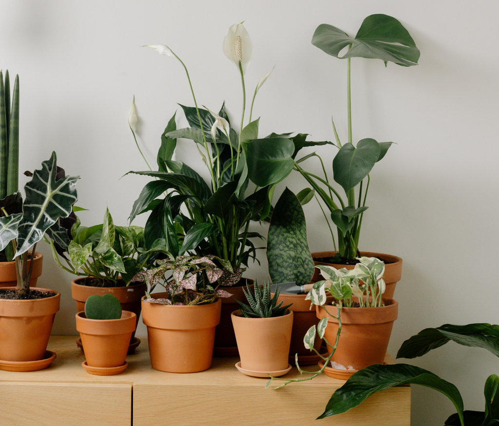 Ekologiczny Nawóz do Kwiatów Domowych i Balkonowych 1l