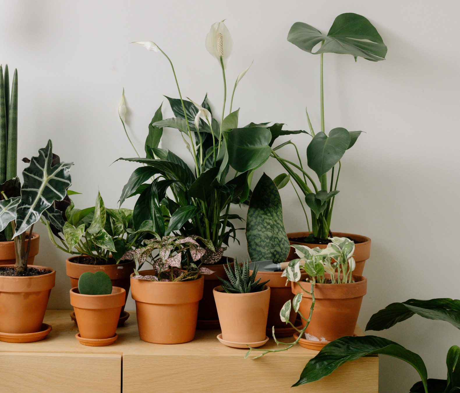 Ekologiczny Nawóz do Kwiatów Domowych i Balkonowych 1l