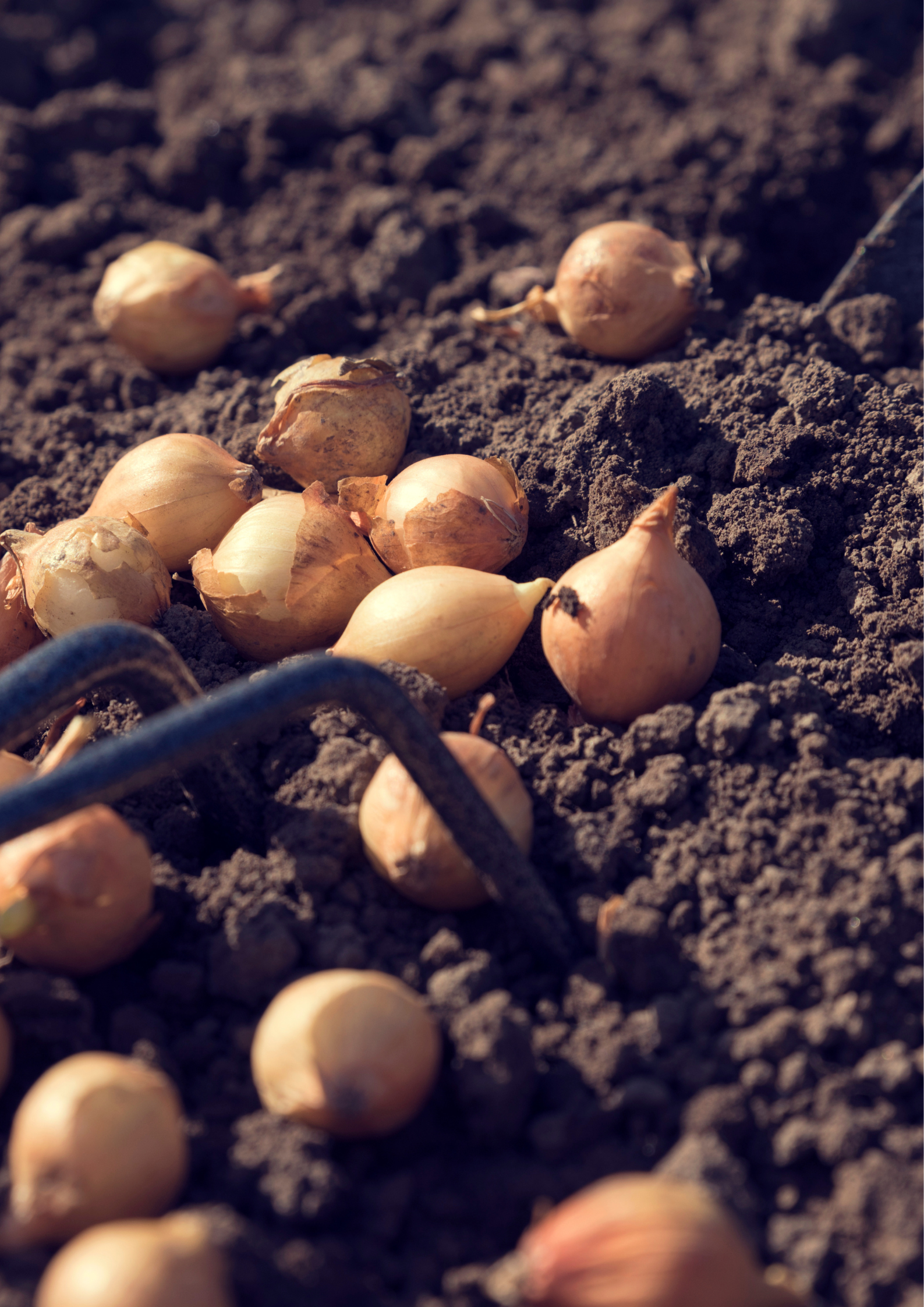 Cebula Dymka Zimująca Senshyu Yellow | Niezawodna na Wczesny Plon