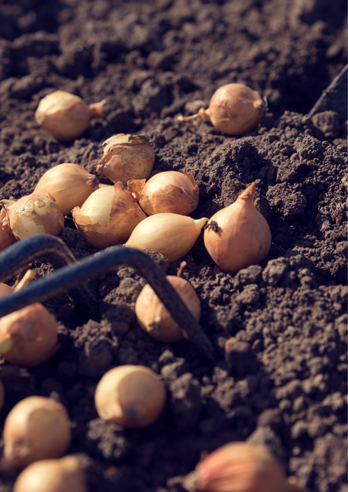 Cebula Dymka Zimująca Senshyu Yellow | Niezawodna na Wczesny Plon