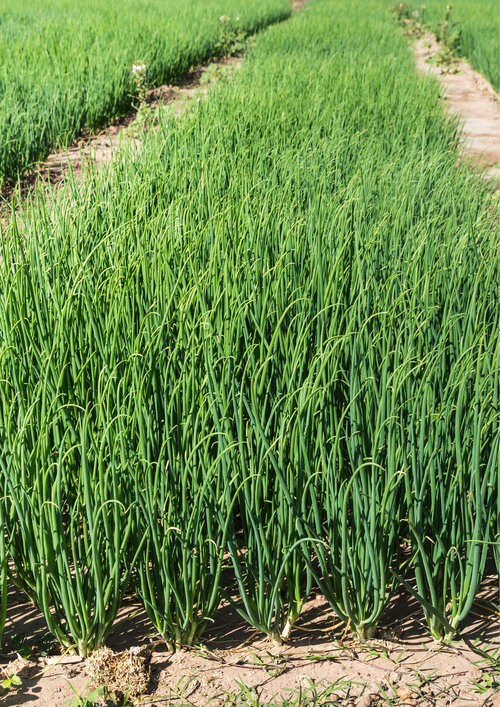 Cebula Dymka Czerwona "Red Cross" – Zimująca 250g