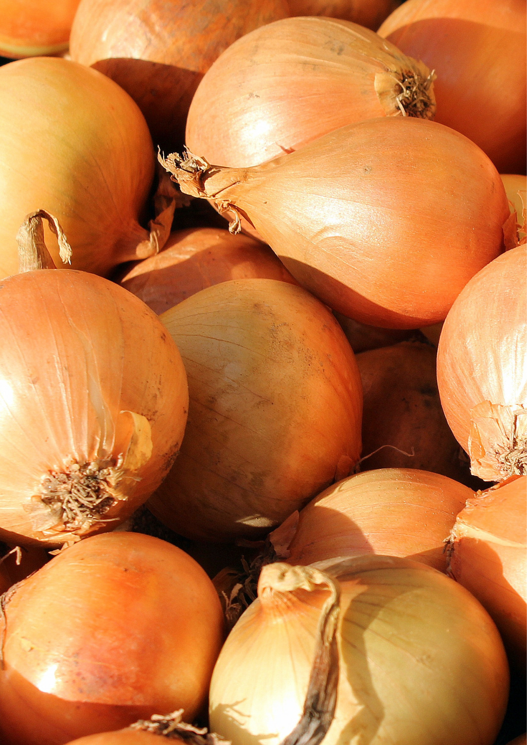 Cebula Dymka Zimująca Senshyu Yellow | Niezawodna na Wczesny Plon