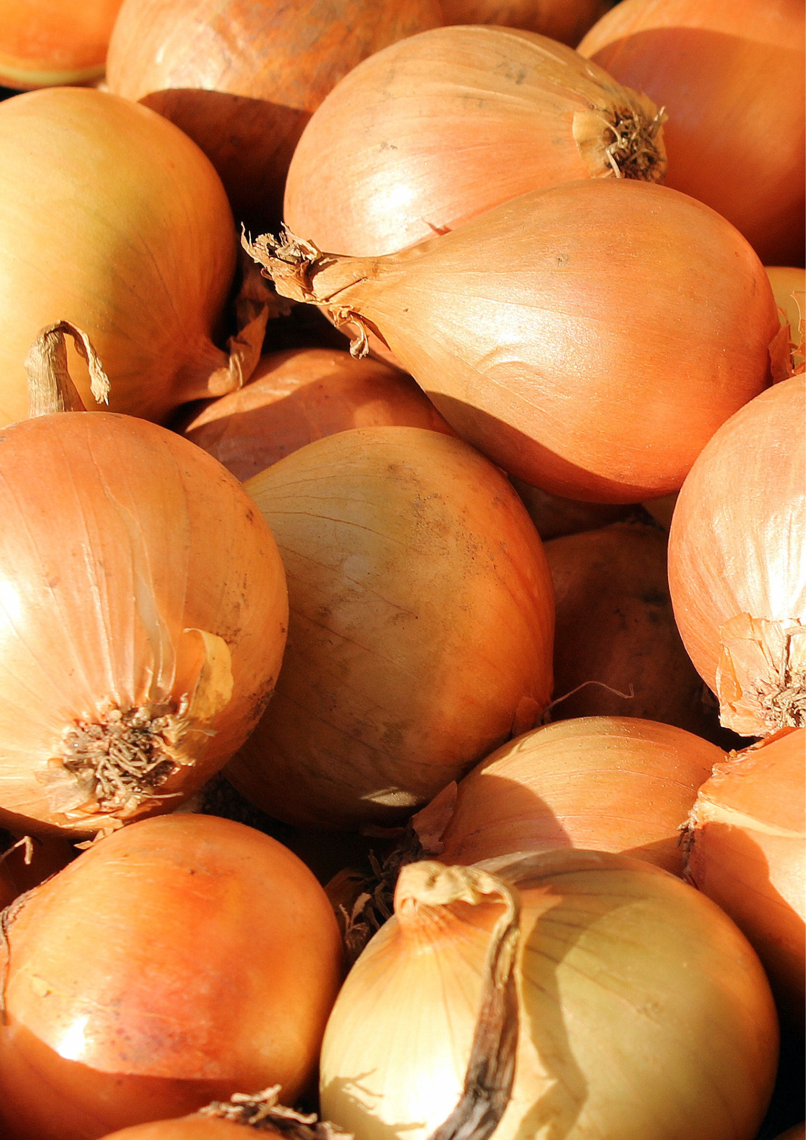 Cebula Dymka Zimująca Senshyu Yellow | Niezawodna na Wczesny Plon