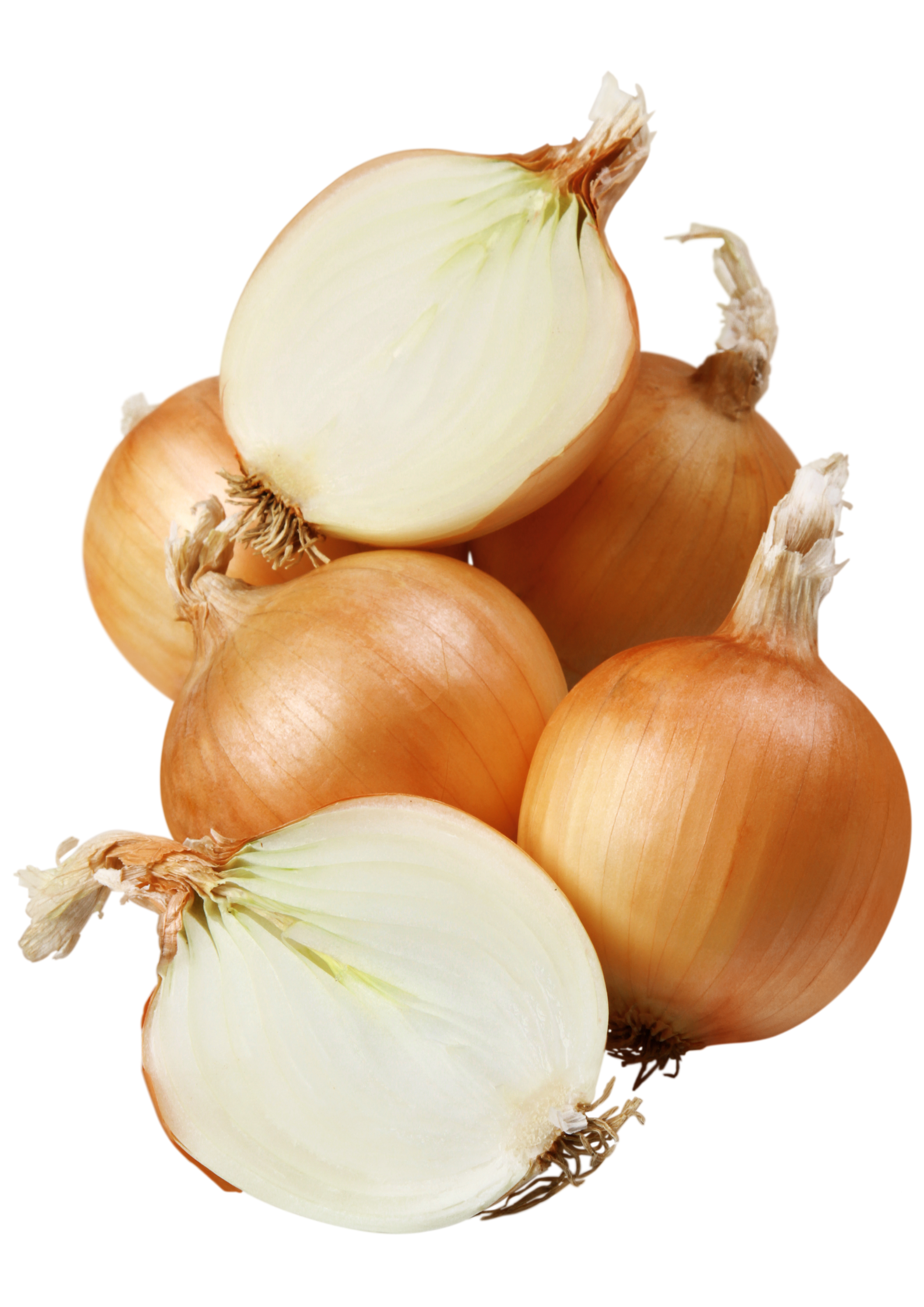 Cebula Dymka Zimująca Senshyu Yellow | Niezawodna na Wczesny Plon