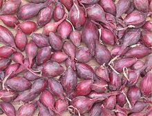 Cebula Dymka Czerwona "Red Cross" – Zimująca 250g