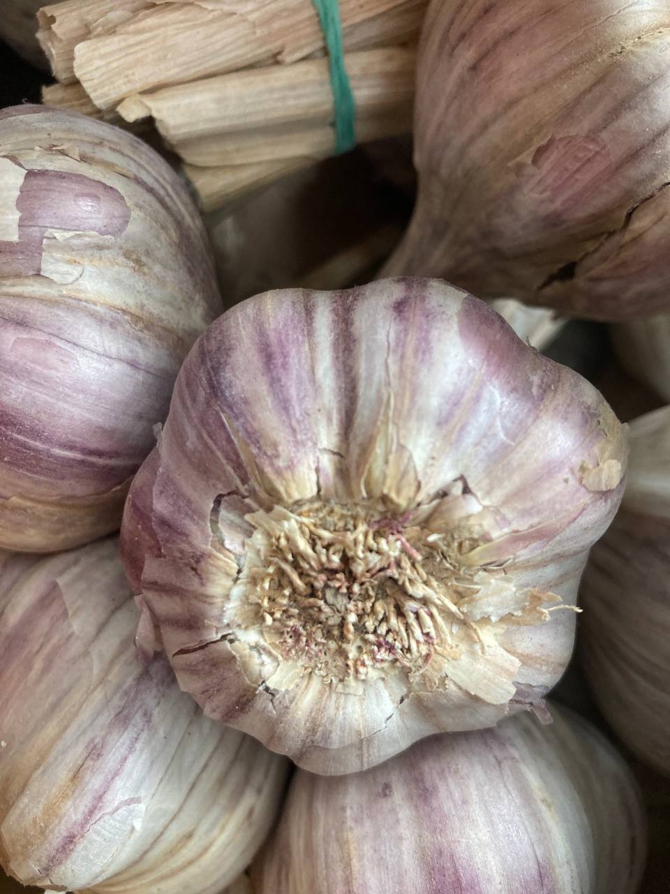 Czosnek Zimowy Harnaś Polski | Królewski Smak, Obfity Plon