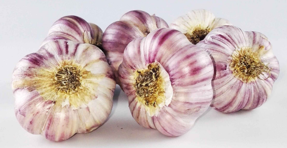 Czosnek Zimowy Harnaś Polski | Królewski Smak, Obfity Plon