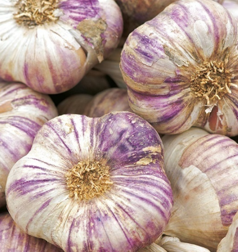Czosnek Zimowy Harnaś Polski | Królewski Smak, Obfity Plon