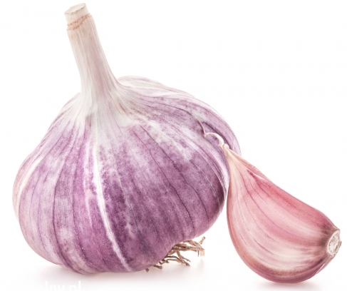 Czosnek Zimowy Harnaś Polski | Królewski Smak, Obfity Plon