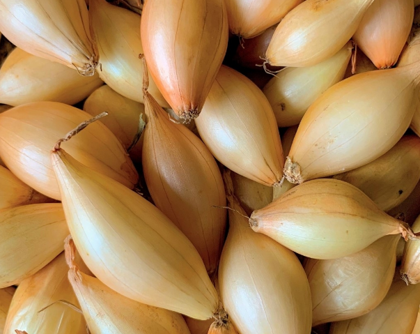 Cebula Dymka Zimująca Senshyu Yellow | Niezawodna na Wczesny Plon