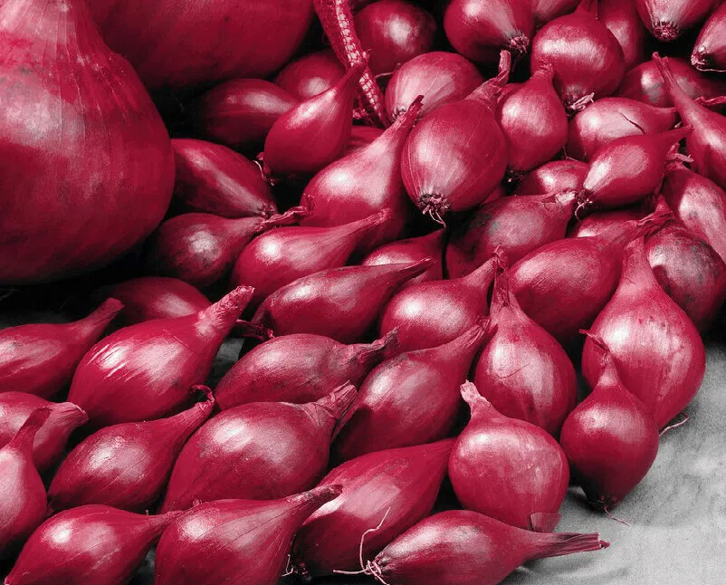 Cebula Dymka Czerwona "Red Cross" – Zimująca 250g