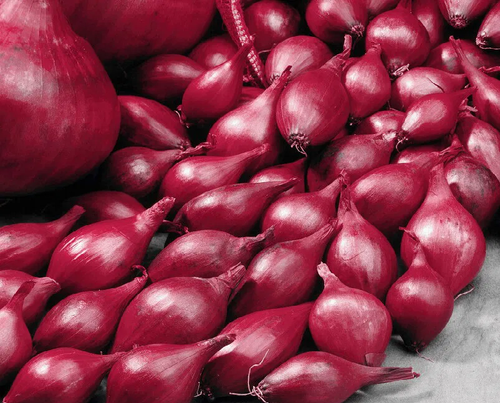 Cebula Dymka Czerwona "Red Cross" – Zimująca 250g