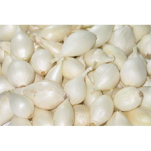 Cebula Dymka "Snowball" – Pewne Zbiory Wczesną Wiosną Zimująca 250g