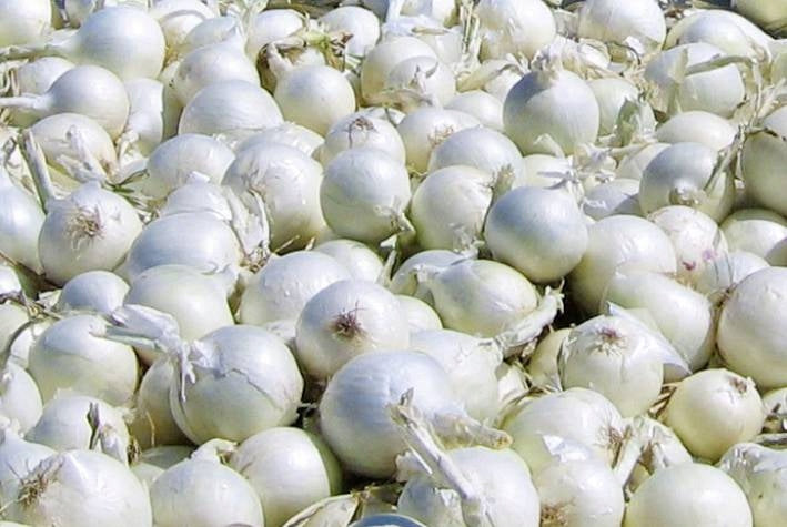 Cebula Dymka "Snowball" – Pewne Zbiory Wczesną Wiosną Zimująca 250g